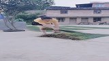 不知道你们那边种不种这个玩意啊