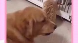 狗中也有心机汪啊