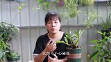 石斛兰长新芽后，学会这样“护芽”，新芽不腐烂还蹭蹭长！