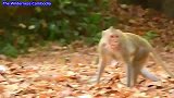 猴妈大声呼叫，小奶猴去哪里了呢？原来是美猴抱走了