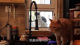 院子里有三只流浪猫，收养了一个，另两个天天来敲窗户