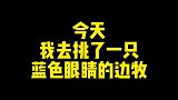 你还见过什么狗狗是蓝色眼睛的？