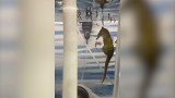 水族馆内一只海马爸爸诞下100个宝宝，每个只有米粒大小
