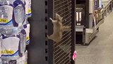 澳大利亚：一名购物者拍到一只巨大的老鼠爬上超市货架