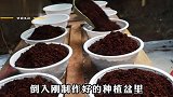 吃剩的一次性饭盒别扔，用它居家种植上海青，方法简单实用！