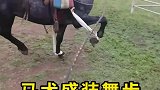 马的腿被绑起来，是在训练盛装舞步！