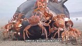关公蟹在沙滩上发现一条鲸鱼，三分钟过后，场面何其壮观