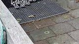 小鸭子在羊入虎口吧，小鸭子们自己跑进家里，让猫抓