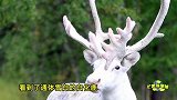 瑞典竟有一只极其罕见的白化鹿