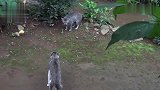两只狸花猫看对眼了，一顿寒暄过后就开打：你瞅啥