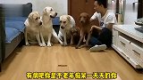 泰迪小迷糊年轻气盛,和姥爷叫板,狗狗老四都看呆了