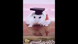 发现了一只学霸仓鼠！