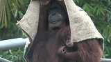虽然下着雨，但是小猩猩依偎在妈妈的怀里，还是很幸福的样子！