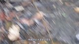 鳄鱼不怕电生吞电鳗，一群食人鱼闻腥赶来，场面太壮观了