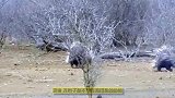 猎豹攻击豪猪，下一秒猎豹反应让人笑哭，豪猪：你这是来借箭的吧
