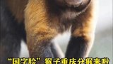 重庆：“国字脸”猴子重庆分猴来啦！确实又丑又可爱