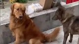 有的狗没别的爱好，就喜欢看热闹