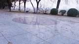 当牧羊犬遇见羊驼，本应是天性，为何你如此优秀？