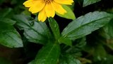 今天终于知道这美丽的小花叫蟛蜞菊。