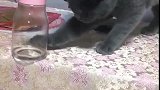猫：放桌子上干嘛，我给你扔下去！