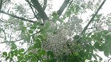 隐居计划：80后小伙小河边亲自搭茅屋，预算15000够吗