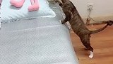 猫：让我试探试探，是敌是友啊！