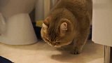 橘猫：管他方向对不对，盖没盖住，良心过的去就行了