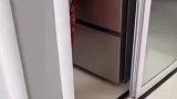 大金毛扒开冰箱偷吃