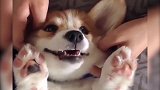 狗子猫咪笑声治愈系列，音乐响起戏精附体，笑出十块腹肌
