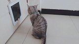 猫咪为什么我这么笨，开门都学不会！
