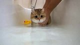 这是我见过唯一一只沾水还不变形的猫