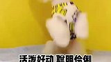 这样帅气的马尔济斯你爱了吗