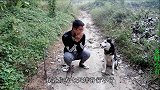 小吉求二哈帮忙找项链，奖励是连续吃七天排骨，可把这傻狗乐坏了