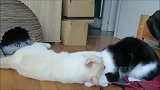 2只猫咪为了争新窝，打得不可开交，太可爱了