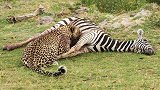 猎豹想要捕食斑马，结果被斑马追的落荒而逃，场面完全失控的节奏