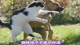 猫和狗见面就打架的原因