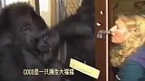 大猩猩用手语表达悲伤，人和动物皆有感情，让人落泪