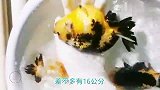 4条兰寿金鱼，看着还不错，直播中的漏网之鱼
