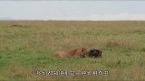 孤身一人的鬣狗抢夺母狮的食物。原来鬣狗单兵作战那么强