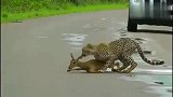 心疼这只羚羊，被猎豹抓着想逃也逃不掉