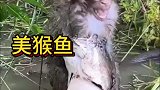 神奇的一幕，美猴鱼