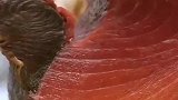 金枪鱼肉的纹理是真心漂亮