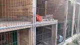 黑猫：猞猁什么的都不放在眼里
