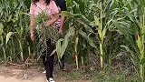 玉米地里发生的一幕，美女差点吓死
