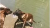同伴掉水里了，狗子拼命把它拉上来，真是太厉害了！