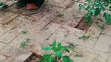 接公公来家里住三个月，院子里这一幕，邻居来了都很羡慕！