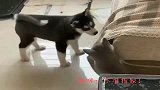 小二哈一个劲拆家，蓝猫：看我的猫猫拳！