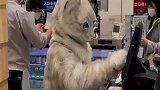 猫咪担当起收银员，一个月月薪多少