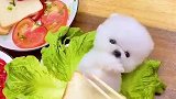 这是个啥菜
