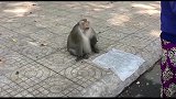 猴子来向老妇人要水果吃，等了老半天，咋还不给我呢！都流口水了